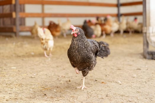 Chicken gracefully moves across a dry dirt field, its feathers shimmering in the sunlight.