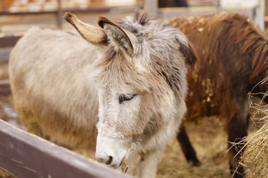 Donkey standing together on a mound of golden hay, munching on the nutritious feed.