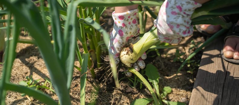 A woman grows plants, farm on a sunny day. A young girl is engaged in gardening work, pulls out onions from the garden.