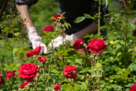 A young girl with hands in gloves is trimming bushes of roses in her garden with a secateur. A professional gardener is cutting roses with a garden pruner.