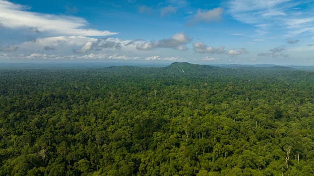 Aerial drone of lowland tropical forest and jungle. Borneo, Malaysia.