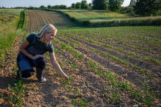 In the golden glow of a sun-kissed day, a young and beautiful woman farmer tends to her crops in the field, kneeling down to carefully inspect the fertile soil. Clad in practical work attire and sneakers, she exudes determination and dedication as she nurtures her agricultural endeavors. With blonde hair catching the sunlight, she epitomizes the spirit of resilience and hard work that characterizes farm life. Her hands, calloused from hours spent in the fields, tenderly touch the earth, ensuring the health and vitality of her crops. Against the backdrop of the sprawling landscape, she is a beacon of strength and tenacity, embodying the timeless connection between humanity and the land. As she tends to her duties with unwavering focus, the warmth of the sun envelops her, infusing her with energy and purpose. This captivating image captures the essence of rural life, where the harmony between farmer and field flourishes under the radiant embrace of nature.