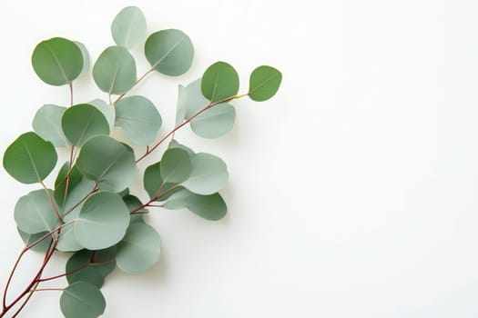 Various eucalyptus leaves are delicately arranged on a clean white surface, showcasing their vibrant green hues and unique shapes, perfect for natural decor inspiration.
