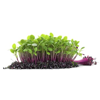 Basil Dark Opal microgreens Ocimum basilicum Dark Opal deep purple leaves with green stems artfully. Microgreen isolated on transparent background.