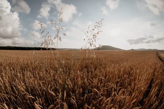 A wide shot of a field of golden wheat with two tall stalks of grass rising up against a cloudy sky.