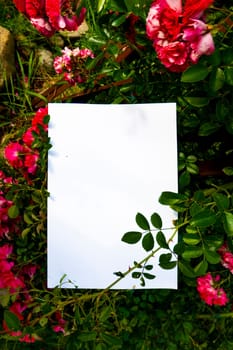 White paper and beautiful flowers. High quality photo