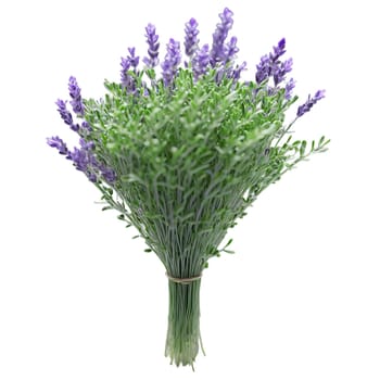 Lavender microgreens Lavandula angustifolia delicate green leaves with a hint of purple artfully displayed Microgreen. Microgreen isolated on transparent background.