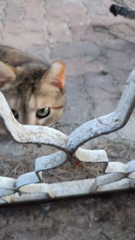 cat on the street behind bars, pet animal. High quality photo