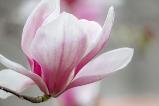 Magnolia Sulanjana flowers with petals in the spring season. the beautiful pink magnolia flowers in spring, selective focusing.