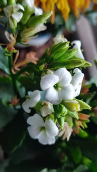 white flowers, green leaves, plants nature biological species garden. High quality photo
