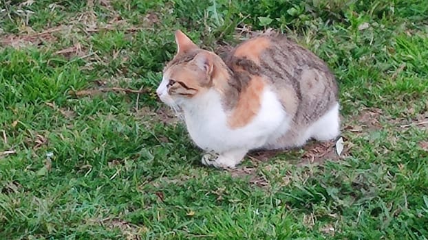 Ginger white cat sitting in green grass, pets, animals nature. High quality photo