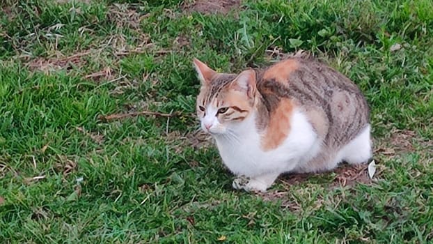Ginger white cat sitting in green grass, pets, animals nature. High quality photo