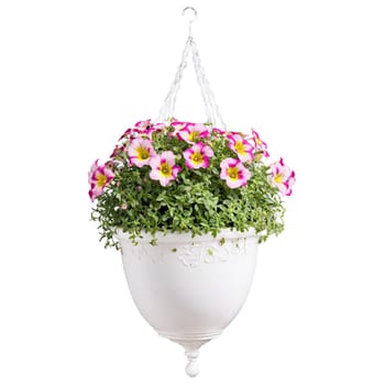 Calibrachoa cascading pink and yellow blooms in a white ceramic hanging planter petals fluttering softly. Plants isolated on transparent background.