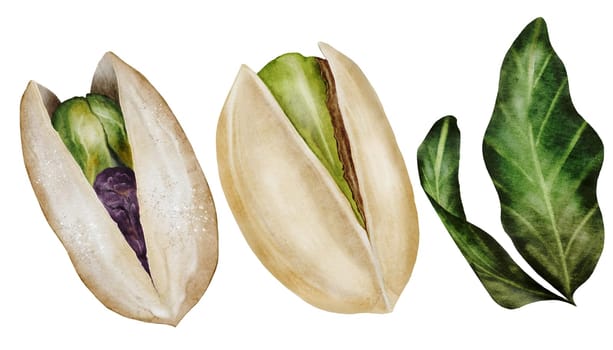 Pistachio watercolor set. Hand drawn bundle nut with shell and leaves isolated on white background. Realistic snack clip art. Ideal for logo, product packaging, banner. High quality photo