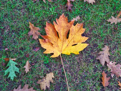 Bright yellow maple leaf and dried oak leaves are laying on the ground.
