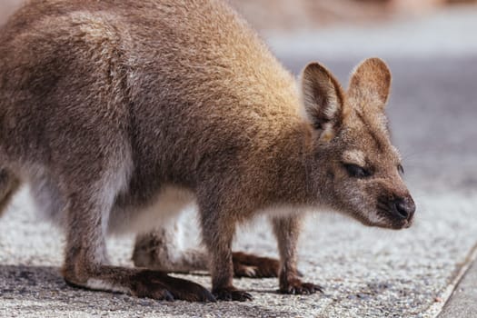 A Wallaby looks for food in Freycinet National Park, Tasmania, Australia