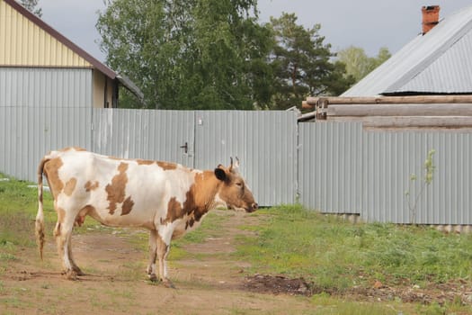 The cow walks at village near fence - Russian countryside, side view