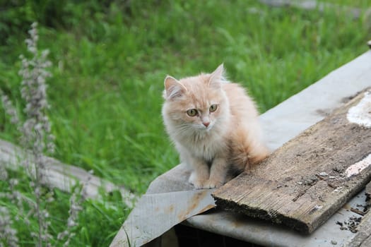 Little kitty sitting at wooden fence, portrait