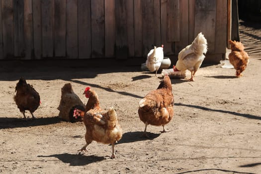 Chicken walking outside wooden farm, Russian village