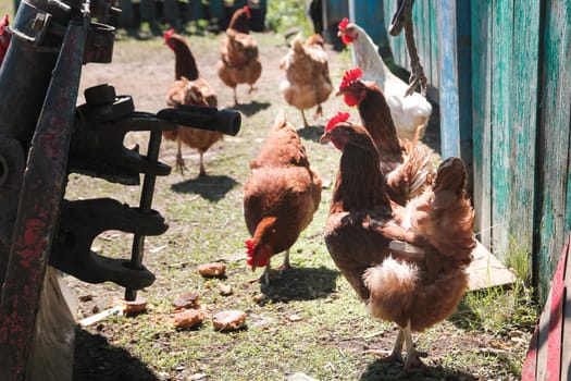 Chicken at sunny day on countryside yard at farm, russian village