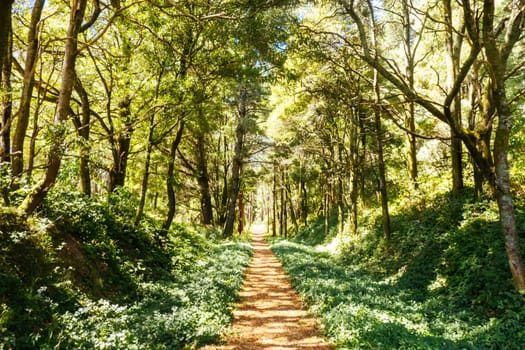 Trentham - Lyonville Rail Trail on a hot summer's day near Lyonville in Victoria, Australia