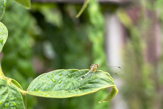 Dragonfly sitting on a green leaf.