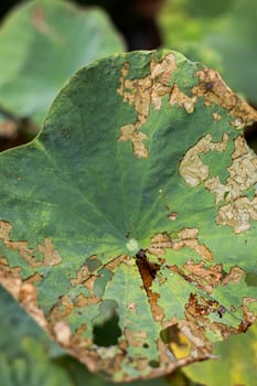 Disease spots on a lotus leaves. Texture of lotus leaf disease. 