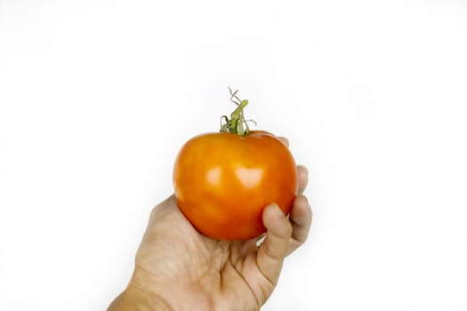 Hand holding fresh tomato isolated on white background.