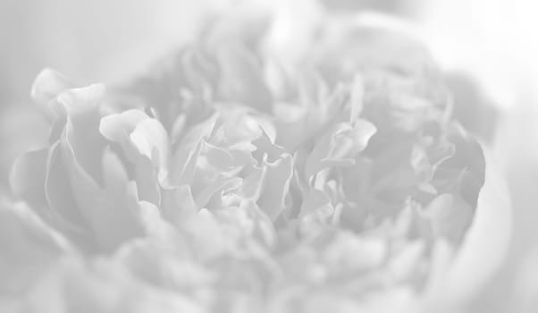 Peony petals in light grey tonality. Natural background and texture.