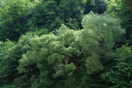 Forest. Natural background and texture in rays of sunlight