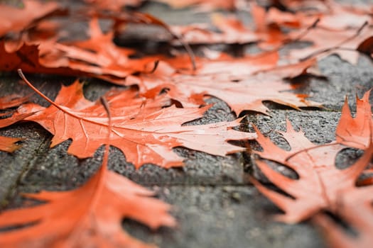 Background from autumn acorn leaves. Fallen leaves background.