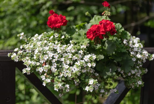 Red and white potted flowers on the railing of the observation deck in nature