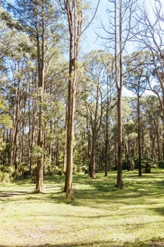 Basin-Olinda Rd and surrounding landscape on a spring sunny day in Melbourne, Victoria, Australia