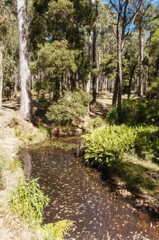 Nolans Creek Picnic Area in Lerderderg State Park on a hot summer's day near Bullengarook in Victoria, Australia