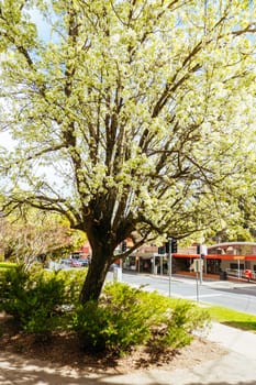 WARBURTON, AUSTRALIA - AUGUST 31 2024: Blossoming trees at the end of winter on a sunny morning in the rural town of Warburton in Victoria,. Australia