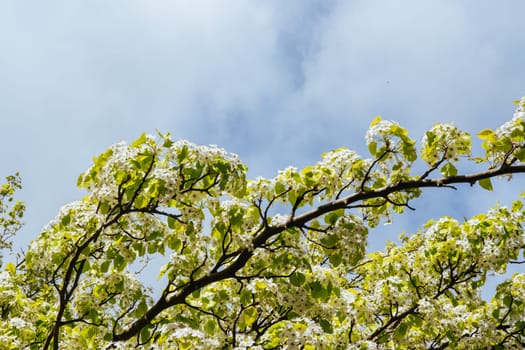 WARBURTON, AUSTRALIA - AUGUST 31 2024: Blossoming trees at the end of winter on a sunny morning in the rural town of Warburton in Victoria,. Australia