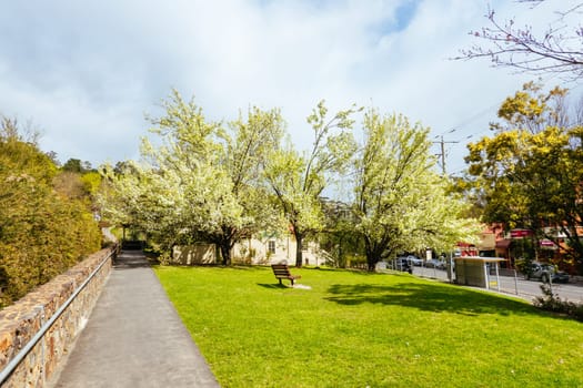 WARBURTON, AUSTRALIA - AUGUST 31 2024: Blossoming trees at the end of winter on a sunny morning in the rural town of Warburton in Victoria,. Australia