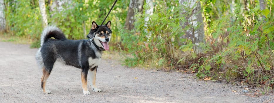 Smiling black and tan dog, Japanese Shiba Inu breed on a leash stuck out her tongue, pet outdoors, on a walk in a sunny summer forest or nature park in Finland, Europe, banner with copy space