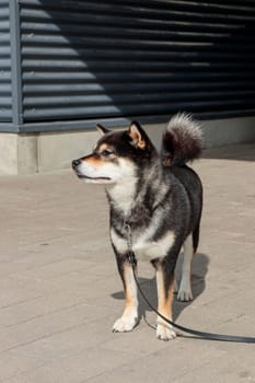 The dog is tied at the entrance to the store, black and tan Japanese Shiba Inu breed dog waits for its owner in the parking lot in Finland, banner with copy space