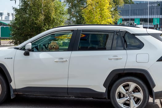 Espoo, Finland, August 26 2024 - Small dog looking through car glass Poodle locked in the car alone