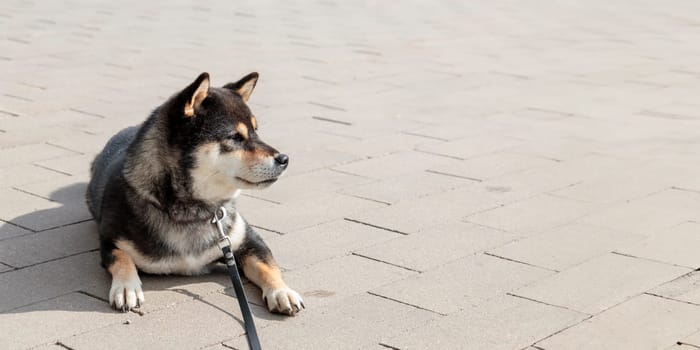Smart black and tan dog, Japanese Shiba Inu breed, on Leash in sunny weather lies on a parking lot waiting for her owner