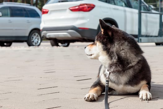 Smart black and tan dog, Japanese Shiba Inu breed, on Leash in sunny weather lies on a parking lot waiting for her owner