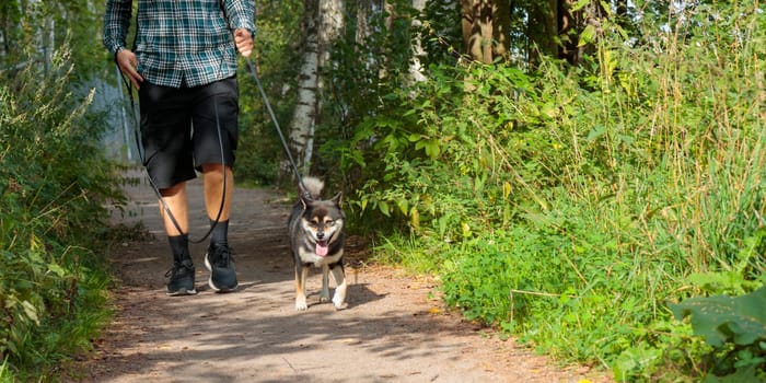A man walks in the park with a Black and tan Japanese Shiba Inu breed, a friendship of human and dog, pet walking with the owner in the park in Finland, Europe