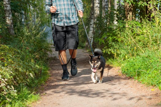A man walks in the park with a Black and tan Japanese Shiba Inu breed, a friendship of human and dog, pet walking with the owner in the park in Finland, Europe