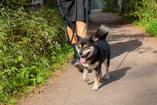 Smiling black and tan dog, Japanese Shiba Inu breed on a leash stuck out her tongue, pet outdoors, on a walk in a sunny summer forest or nature park in Finland, Europe, banner with copy space