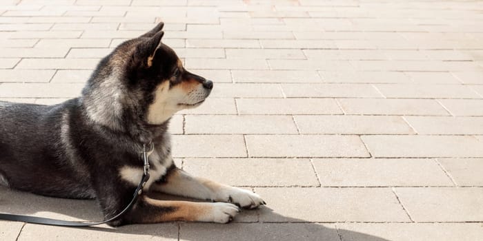 Smart black and tan dog, Japanese Shiba Inu breed, on Leash in sunny weather lies on a parking lot waiting for her owner