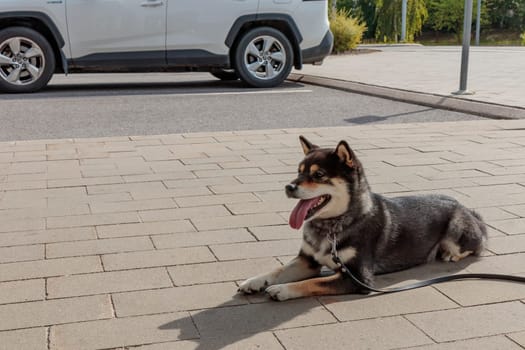 Smart black and tan dog, Japanese Shiba Inu breed, on Leash in sunny weather lies on a parking lot waiting for her owner