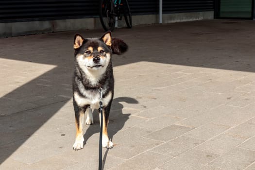 The dog is tied at the entrance to the store, black and tan Japanese Shiba Inu breed dog waits for its owner in the parking lot in Finland, banner with copy space