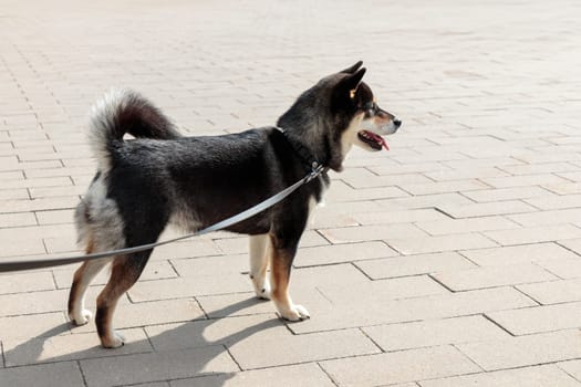 The dog is tied at the entrance to the store, black and tan Japanese Shiba Inu breed dog waits for its owner in the parking lot in Finland, banner with copy space
