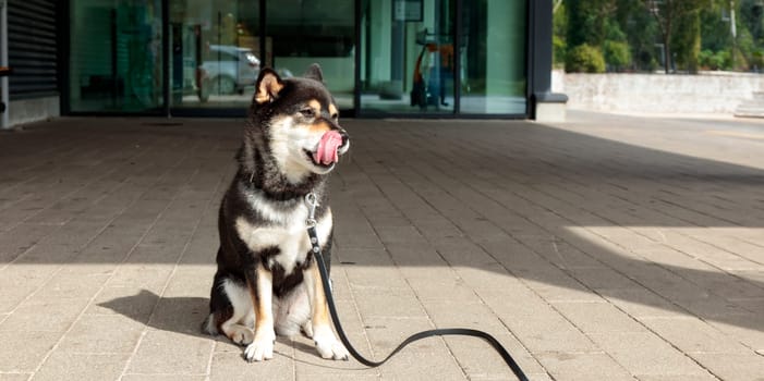 Smiling dog waits for its owner in the parking lot near the entrance to the store, black and tan Japanese Shiba Inu breed dog in Finland, banner with copy space